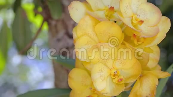 兰花花在兰花园的冬季或春季为美丽和农业概念设计万达兰花视频的预览图