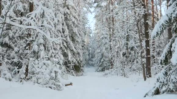 森林里下雪的冬天视频的预览图