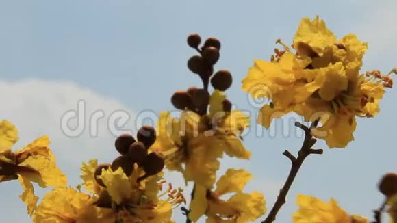 黄花和天空视频的预览图