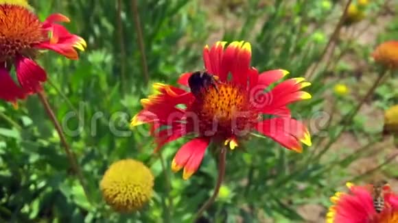 有翅膀的蜜蜂慢慢地飞向植物视频的预览图