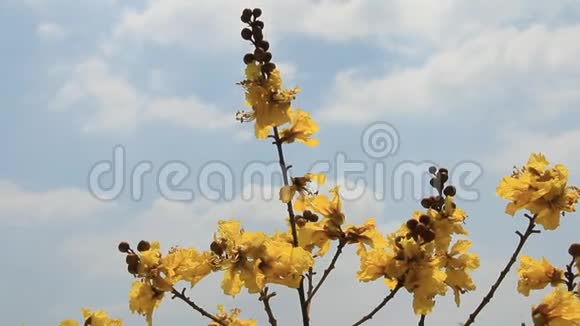 黄花和天空视频的预览图