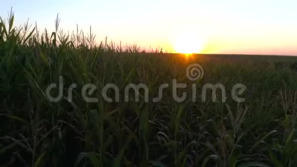 玉米种植园的日落视频的预览图