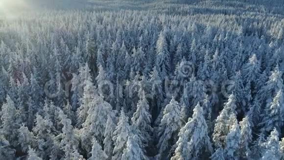 雪覆盖云杉林的空中景观视频的预览图