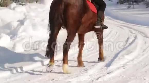年轻漂亮的女孩骑马在冬天的森林里视频的预览图
