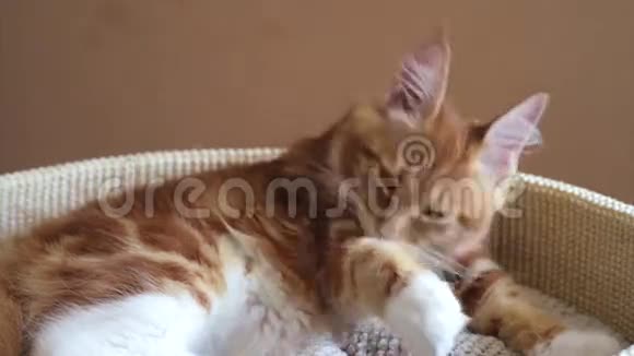 缅因州考恩小猫洗澡视频的预览图