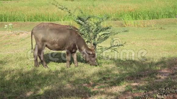 水牛吃新鲜的草在田里散步视频的预览图