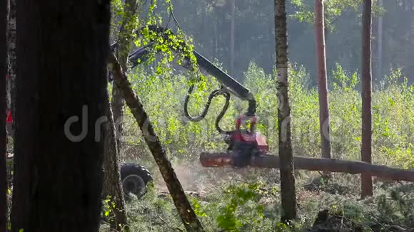 砍伐森林伐木伐木机伐木机木材收割机特种设备砍伐森林视频的预览图
