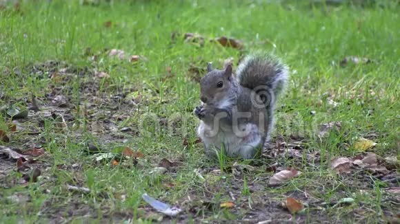 在英国灰松鼠用爪子在树林里吃食物视频的预览图