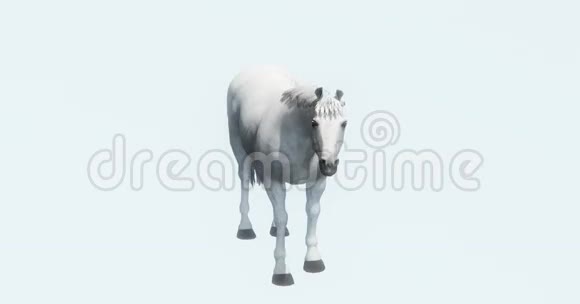 白马驹宠物轮廓农场动物野生生活美丽的精神视频的预览图