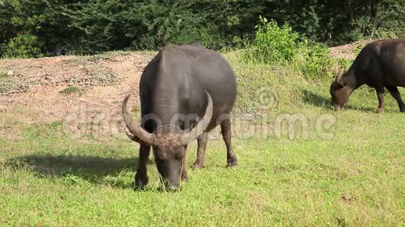 水牛吃新鲜的草在田里散步视频的预览图