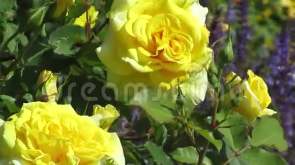 在伊丽莎白女王公园玫瑰园初夏盛开的明亮迷人的黄玫瑰视频的预览图