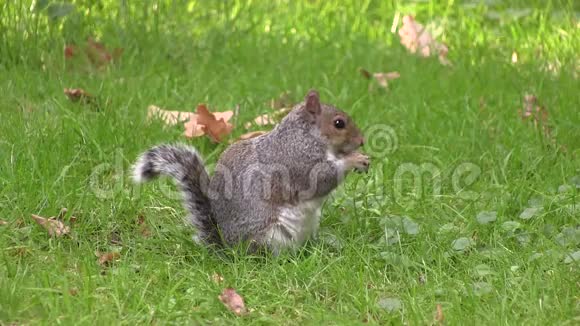 在英国灰松鼠用爪子在树林里吃食物视频的预览图