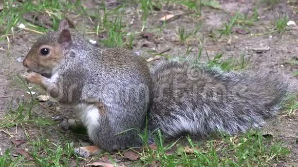 灰松鼠用爪子在木头里吃食物视频的预览图