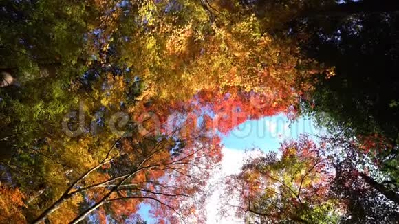 美丽的秋天颜色和比沙蒙多视频的预览图