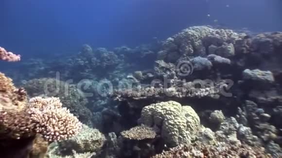 红海里的珊瑚视频的预览图