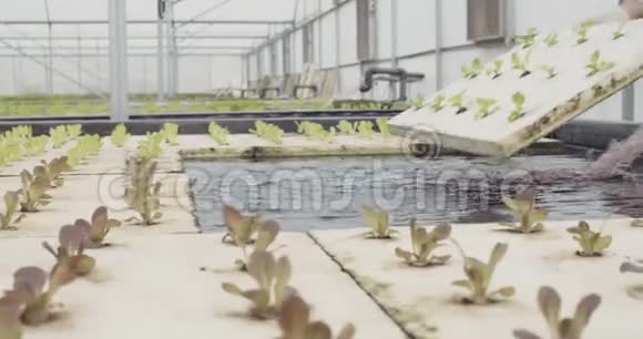 温室中的亲水莴苣视频的预览图