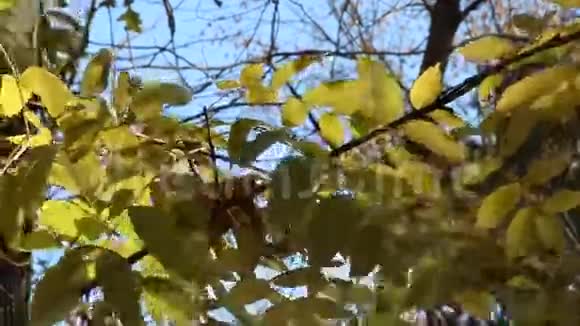树木的叶子视频的预览图