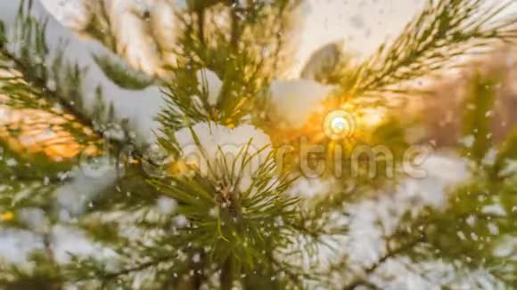 冬雪林中的软雪傍晚的冬景雪中的云杉枝视频的预览图