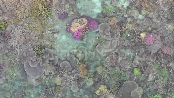 RajaAmpat彩色珊瑚礁鸟瞰图视频的预览图