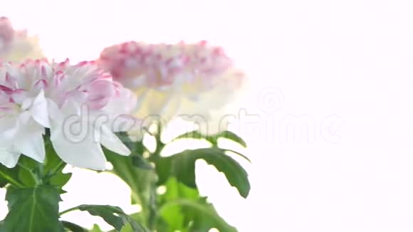美丽的菊花花视频的预览图