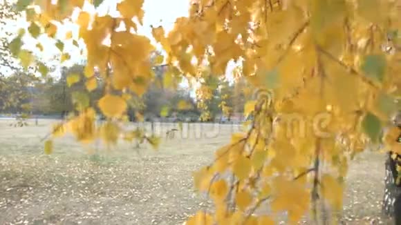 秋天公园里一个女孩的肖像视频的预览图