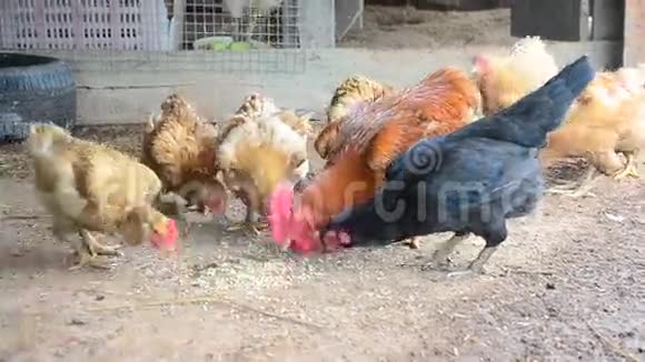 泰国最南部三个省农民经营的贝通养鸡场视频的预览图