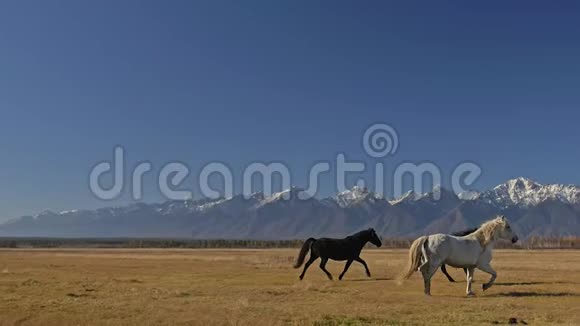 走路和跑马在白雪皑皑的山上马群在草原上奔跑速度慢运动视频的预览图