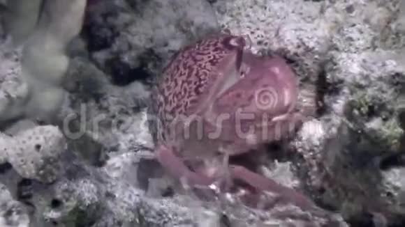 珊瑚海底的螃蟹在海洋中寻找食物视频的预览图
