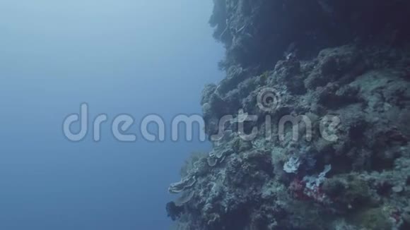 美丽的珊瑚礁和海底鱼类珊瑚礁上的海洋动物和水下游泳的鱼观看海洋视频的预览图