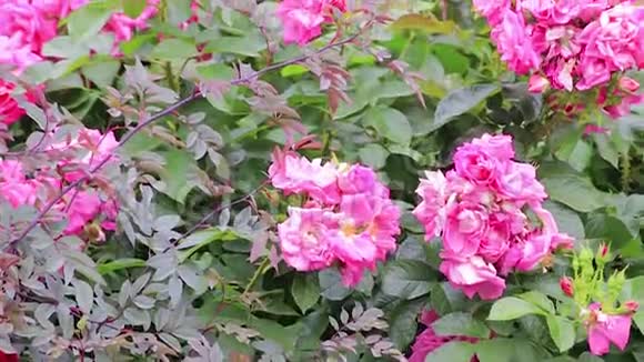 绿色灌木丛上鲜艳的粉红色玫瑰视频的预览图