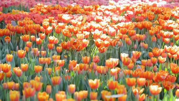 郁金香花在冬季或春季的郁金香领域具有绿叶背景用于美容装饰和农业设计视频的预览图