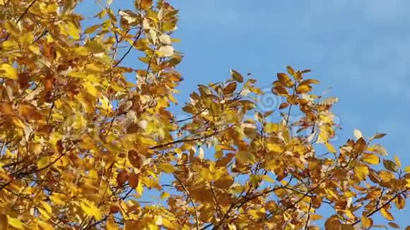 风中的黄树叶视频的预览图