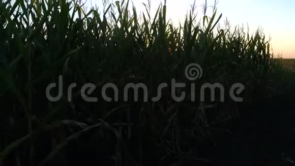 玉米种植园的日落视频的预览图