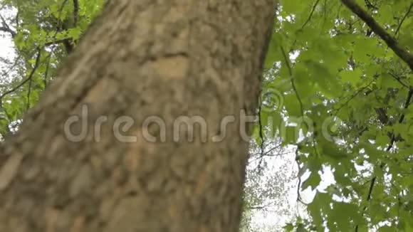 树冠树底景大树有叉枝老大树橡树垂直全景特写视频的预览图
