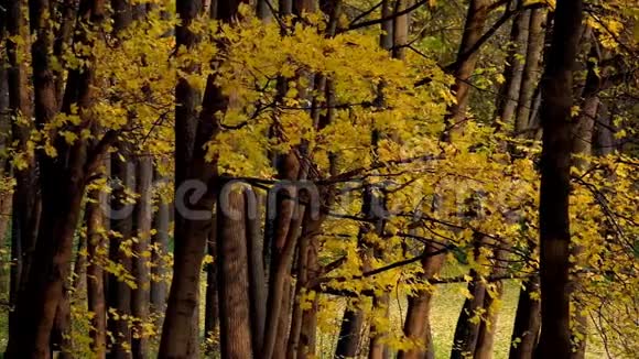秋天的公园景观视频的预览图