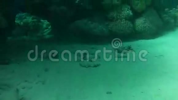 一个水下洞穴在红海里打鼾视频的预览图