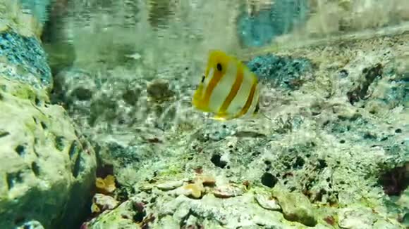 海洋馆里美丽的鱼对水生植物的装饰背景鱼缸里的一条五颜六色的鱼视频的预览图