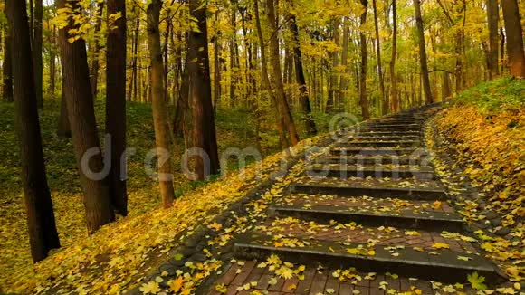 秋天的公园景观视频的预览图
