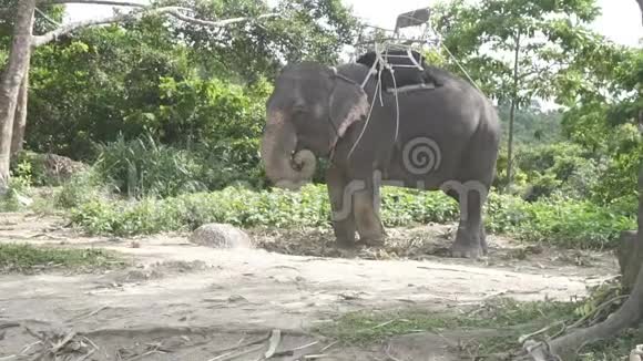 普吉山上的大象视频的预览图