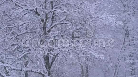 冬季森林的背景有白雪覆盖的树枝视频的预览图