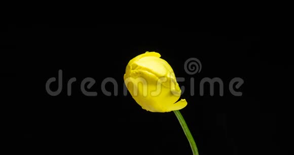 黄色郁金香花在黑色背景上的时间视频的预览图