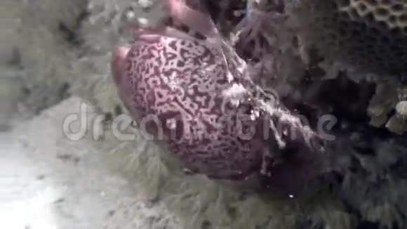 珊瑚海底的螃蟹在海洋中寻找食物视频的预览图