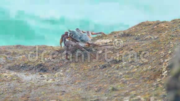 沙滩上的螃蟹视频的预览图