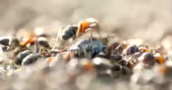 蚁群腐烂吃甲壳虫视频的预览图