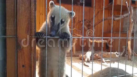 南美洲的coati是靠一只手吃饭的笼中的coaticoati的喂养欢快的coati视频的预览图