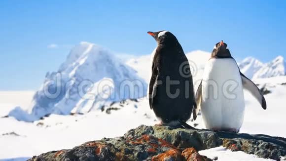 两只企鹅视频的预览图