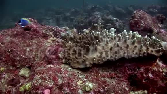 马尔代夫海底视频的预览图