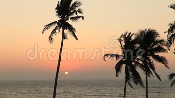 美丽的日落在海滩上棕榈树在加勒比海岛上视频的预览图
