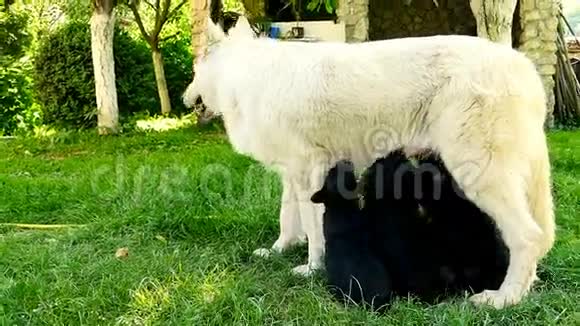 小狗狗在吮吸它的妈妈新生的小狗在喂食视频的预览图