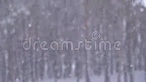 冬季松林的降雪背景和下雪的圣诞树视频的预览图